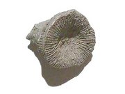 Fossil coral Heliophyllum halli from the Devonian of Canada.
