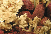 Coral skeletons in a zoological display