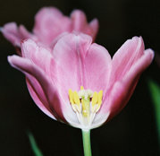 Tulip - androecium and gynoecium