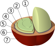 Structure of coffee berry and beans: 1: center cut 2:bean (endosperm) 3: silver skin (testa, epidermis), 4: parchment (hull, endocarp) 5: pectin layer 6: pulp (mesocarp) 7: outer skin (pericarp, exocarp)