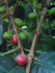 Coffee cherries on coffee plant (Coffea arabica).