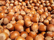 Hazelnuts from the Common Hazel