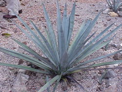 Agave tequilana Blue Agave