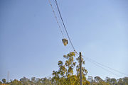 Low pressure sodium vapor lamp strung up on wire.