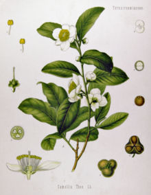 Tea plant (Camellia Sinensis) from Köhler's Medicinal Plants.