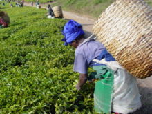 Plantation workers picking tea in Tanzania.