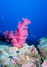A coral reef can be an oasis of marine life.
