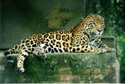 A Jaguar in a wildlife rescue & rehabilitation centre in Argentina